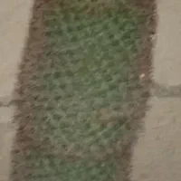 کاکتوس|گل و گیاه طبیعی|قم, صفائیه|دیوار