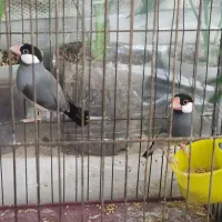 نرگسی با تخم و جوجه