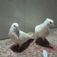 فروش کبوتر
