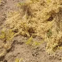 نیازمند اکیپ دسکنه نخود