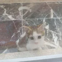 واگذاری بچه گربه