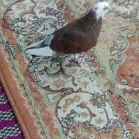 کبوتر باخت رفته