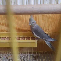 فروش جوجه عروس هلندی