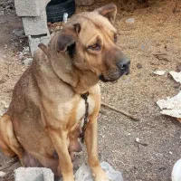ماده سگ