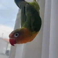 طوطی برزیلی پرنده گم شده|حیوانات|رشت, کوی مهر|دیوار