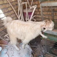 بره و بز ماده