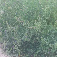 نیاز به یک کارگر برای چیدن یونجه و خروم کردن