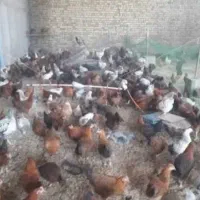 نوچه مرغ ۲ماهه و ۳ماهه گلپایگانی