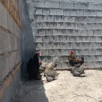 خروس برهما و کوشین