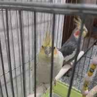 عروس هلندی مولد