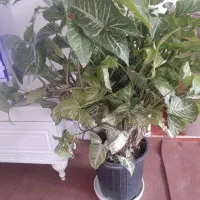 گل و گیاه طبیعی خانگی
