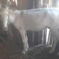 خر فروشی