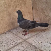 ماده قارع پختویی