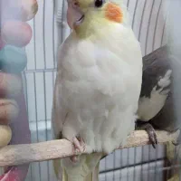 عروس هلندی