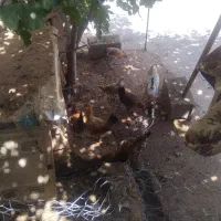 جوجه محلی چاق برای گشت وداشت
