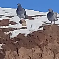 کبوتر