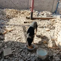 درود فراوان حیوان خوبی وبا کبوتر هم اوز می کنم