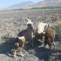 قوچ پلنگی