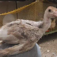 بوقلمون یک هفته و ۲۰ و ۳۵روزه برنز و بوربون