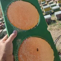 عسل دایره شان