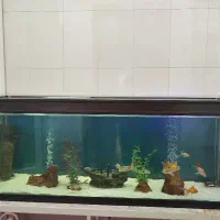 آکواریوم شرکتی