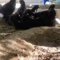 نیمچه مرغ مرندی اصیل پاپر پرریش