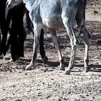 الاغ نر جوان داشتی گله ای