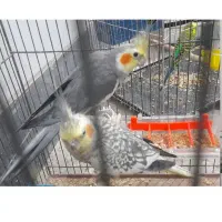 گم شده