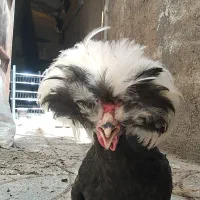 خروس سلطان
