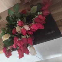 گل رز