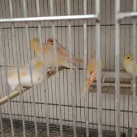۱۷ عدد قناری مزایکی اصل جوجه و سره