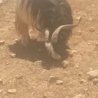 بهده نر چاق