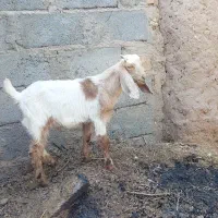 سه راس بزغاله پاکستانی نر علف خور سرحال و شیطون