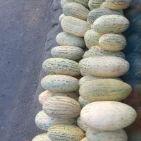 خربزه افغانی درجه یک ۴۵