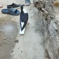 جوجه خال وساده