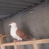 ماده یکت داق سر عالی قیمت ۲میلیون