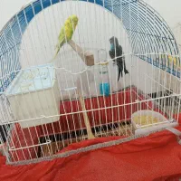 یک جفت مرغ عشق