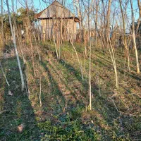 نهال گردو دربخش سنگر روستای جوبنه
