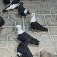 20 بهبونی نر