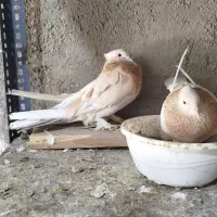 دو جفت کبوترهما سرور