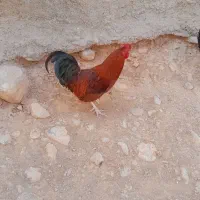 خروس