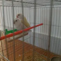 پرنده