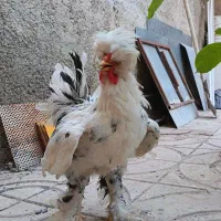 خروس زینتی