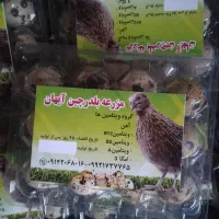 تخم نطفه دار بلدرچین