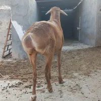 میش  چینی