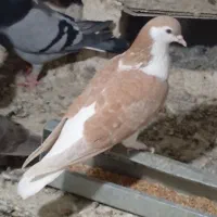 ساده زرد ماده