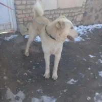 سگ‌‌نر
