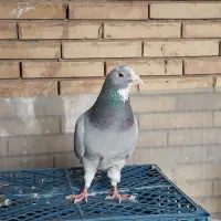 سیاه پلنگ سبز پلنگ تعدادی کبوتر