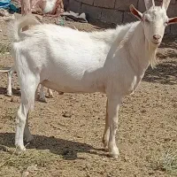 نربز سانن