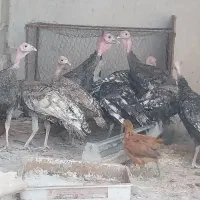 بوقلمون